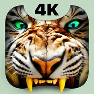 Tiger Live Wallpaper 4K
